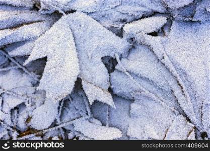 winter background, maple leaves covered with frost