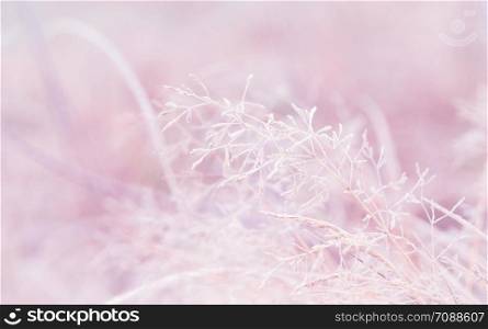 Winter background, morning frost on the grass