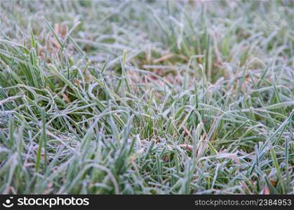 Winter background, morning frost on the grass with copy space