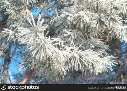Winter background: pine branches with needles covered with dense hoarfrost close up
