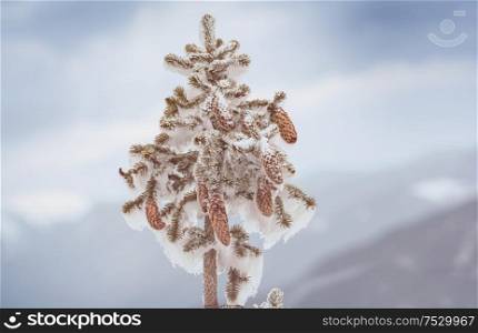Winter background. Snow covered spruce with cones.