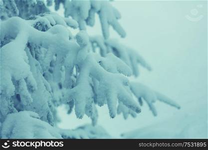 Winter background. Snow covered spruce with cones.