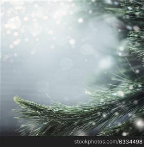 Winter background with fir branches and snow. Winter holidays and Christmas concept
