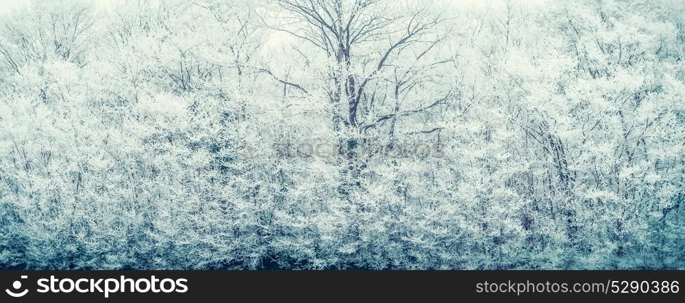Winter background with frozen snow covered trees and branches, banner
