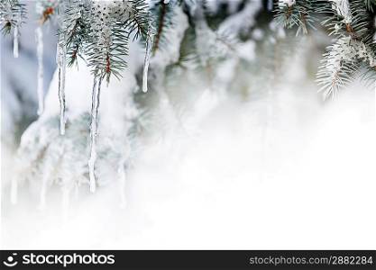 Winter background with icicles on fir tree