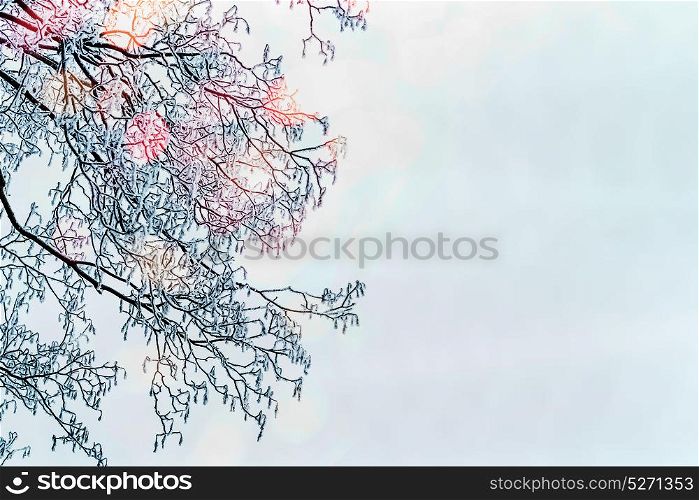Winter background with snow covered tree branches and sunlight