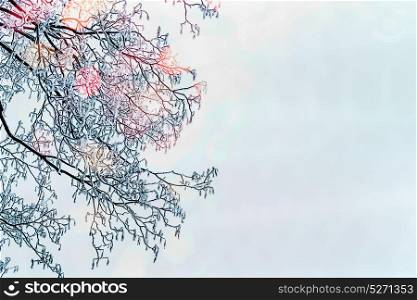 Winter background with snow covered tree branches and sunlight