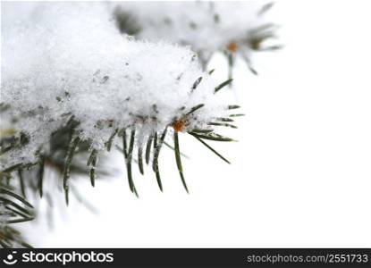 Winter background with snowy fir branch, single snowflakes visible at full size
