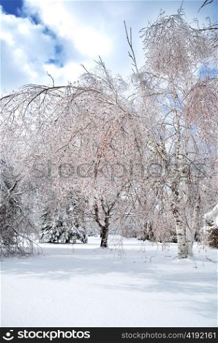 winter background with trees and snow