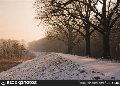winter bare tree path landscape photo. Beautiful picture, background, wallpaper