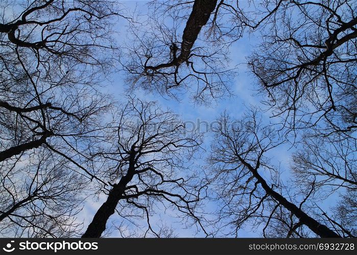 winter bare trees without foliage overhead