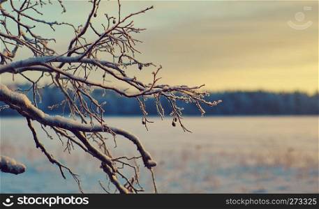 Winter  Beautiful Christmas landscape, snowy tree branch, Shallow depth-of-field