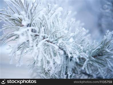 Winter beautiful tree in hoarfrost