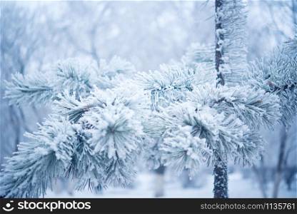 Winter beautiful tree in hoarfrost