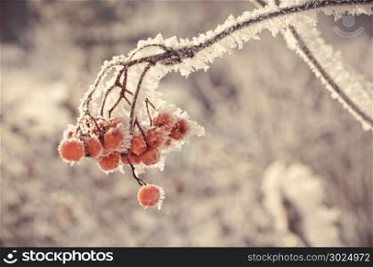 ""Winter berry.Bush of a red mountain ash in an ice coverlet.""