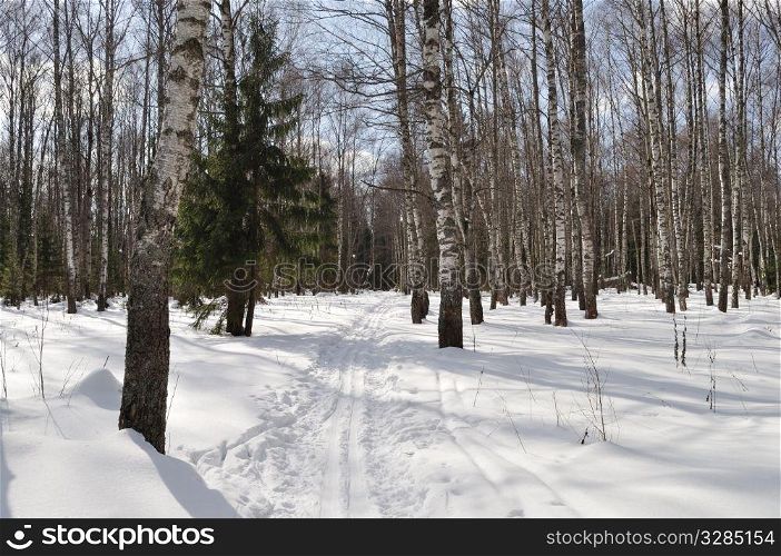 Winter birch forest with ski track, Russia