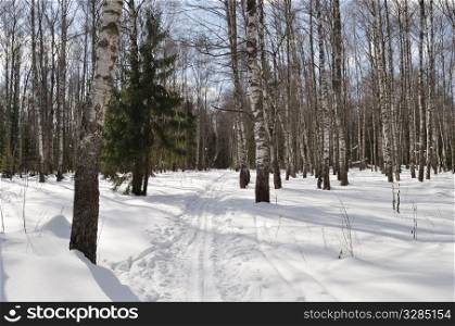 Winter birch forest with ski track, Russia