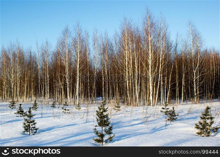 Winter birch forest with small pines