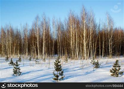 Winter birch forest with small pines