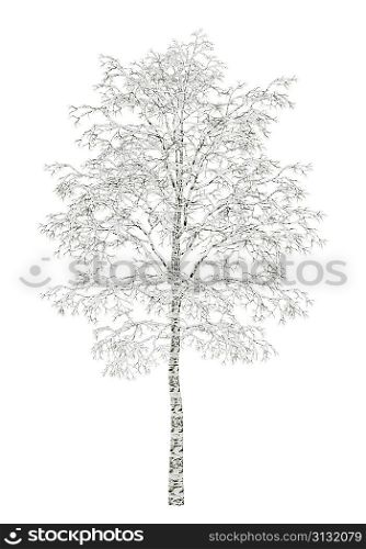 winter birch tree isolated on white background