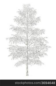 winter birch tree isolated on white background