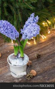 winter blue hyacinth with lights bokeh bakcground