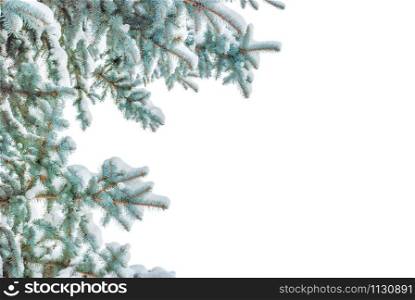 Winter branches of blue spruce covered with white fluffy snow isolated on a white background