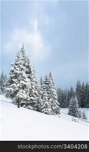 winter calm dull mountain landscape with fir trees on slope (Kukol Mount, Carpathian Mountains, Ukraine)