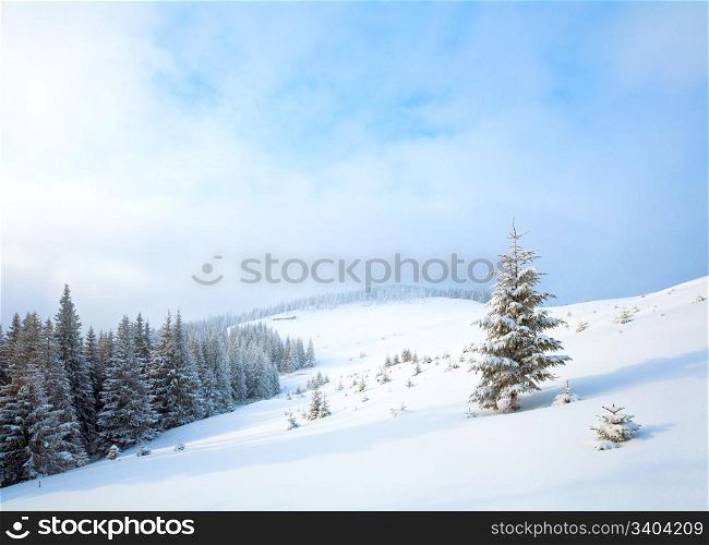 winter calm dull mountain landscape with fir trees on slope (Kukol Mount, Carpathian Mountains, Ukraine)