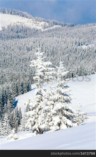 winter calm mountain landscape with beautiful fir trees on slope (Kukol Mount, Carpathian Mountains, Ukraine)