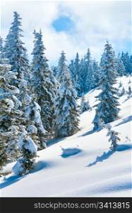 winter calm mountain landscape with beautiful fir trees on slope (Kukol Mount, Carpathian Mountains, Ukraine)