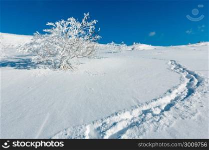 Winter calm mountain landscape with beautiful frosting trees and footpath track through snowdrifts on mountain slope (Carpathian Mountains, Ukraine)