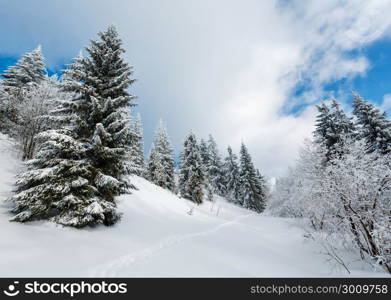 Winter calm mountain landscape with beautiful frosting trees and footpath track through snowdrifts on mountain slope (Carpathian Mountains, Ukraine)