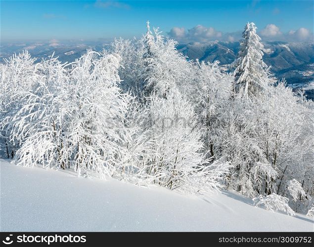 Winter calm mountain landscape with beautiful frosting trees and snowdrifts on slope (Carpathian Mountains, Ukraine)