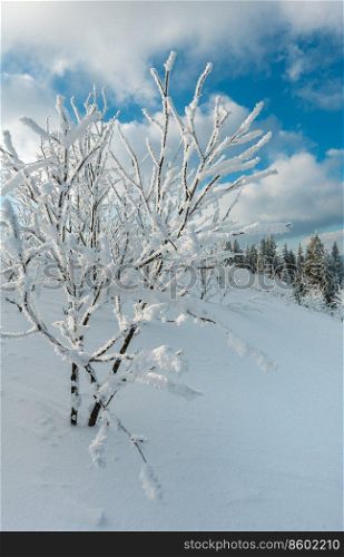 Winter calm mountain landscape with beautiful frosting trees and snowdrifts on slope  Carpathian Mountains, Ukraine 
