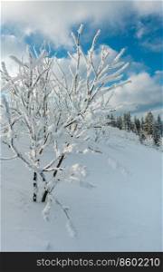 Winter calm mountain landscape with beautiful frosting trees and snowdrifts on slope  Carpathian Mountains, Ukraine 