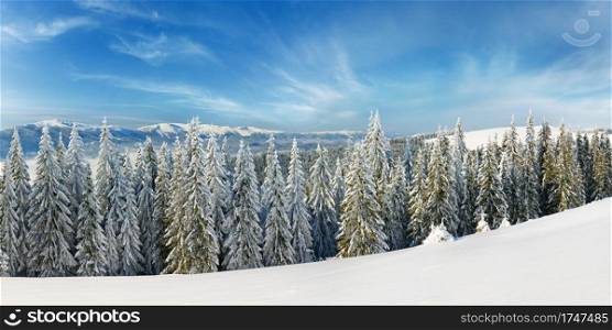 Winter calm mountain landscape with rime and snow covered spruce trees.