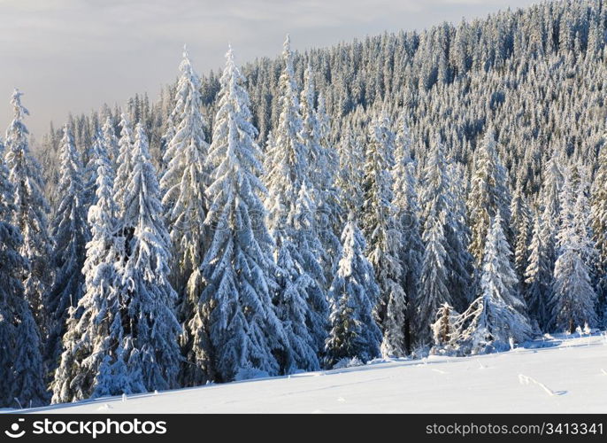 winter calm mountain landscape with rime and snow covered spruce trees