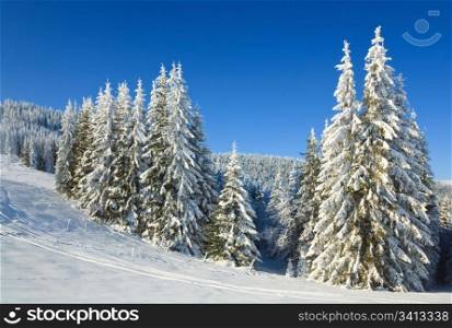 winter calm mountain landscape with rime and snow covered spruce trees and snowfall