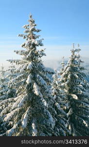 winter calm mountain landscape with rime and snow covered spruce trees and some snowfall