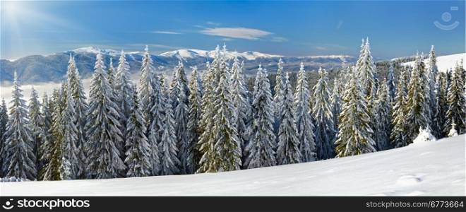 Winter calm mountain landscape with rime and snow covered spruce trees and sunshine.
