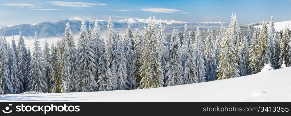 Winter calm mountain landscape with rime and snow covered spruce trees. Three shots stitch image.