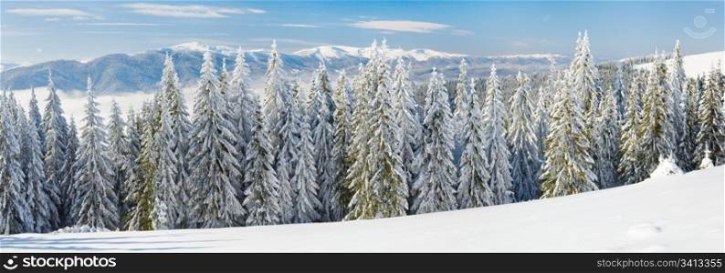 Winter calm mountain landscape with rime and snow covered spruce trees. Three shots stitch image.
