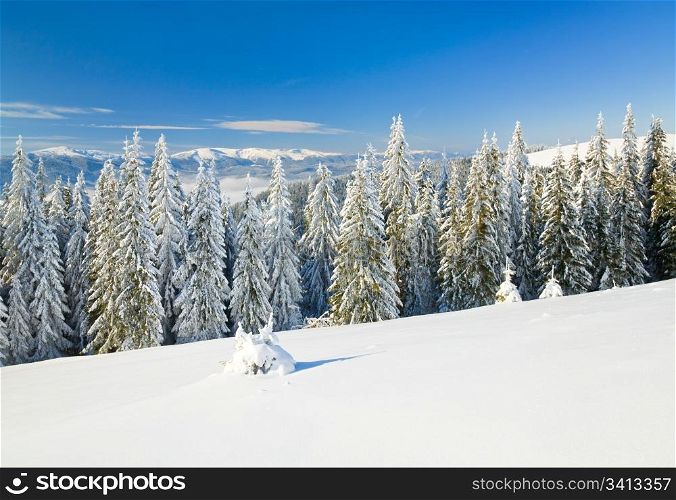 winter calm mountain landscape with rime and snow covered spruce trees (view from Bukovel ski resort (Ukraine) to Svydovets ridge)