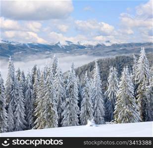 winter calm mountain landscape with rime and snow covered spruce trees (view from Bukovel ski resort (Ukraine) to Svydovets ridge)