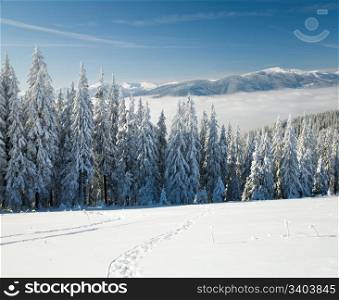 winter calm mountain landscape with rime and snow covered spruce trees with footprint on forefront (view from Bukovel ski resort (Ukraine) to Svydovets ridge)