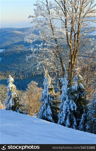 winter calm mountain landscape with rime and snow covered trees in front