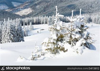winter calm mountain landscape with shed and beautiful fir trees on slope (Kukol Mount, Carpathian Mountains, Ukraine)