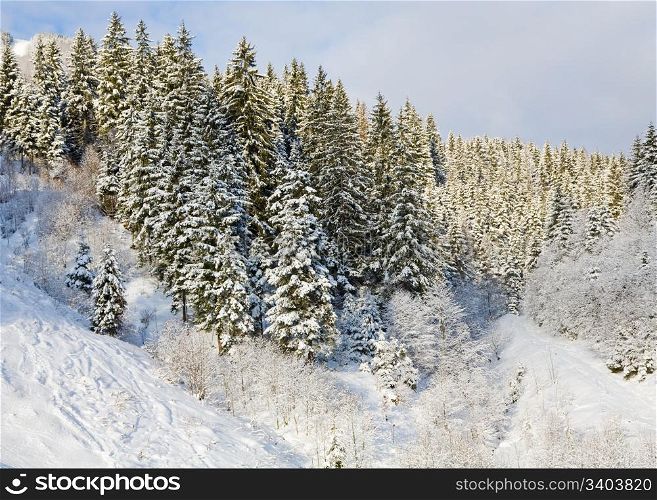 winter calm mountain landscape with snow-covered spruce-trees