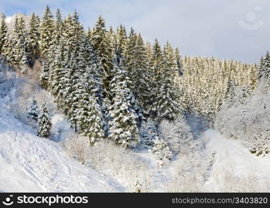 winter calm mountain landscape with snow-covered spruce-trees